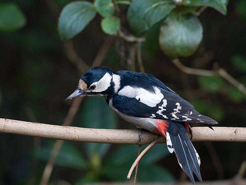 Dendrocopos major Grote Bonte Specht Great Spotted Woodpecker